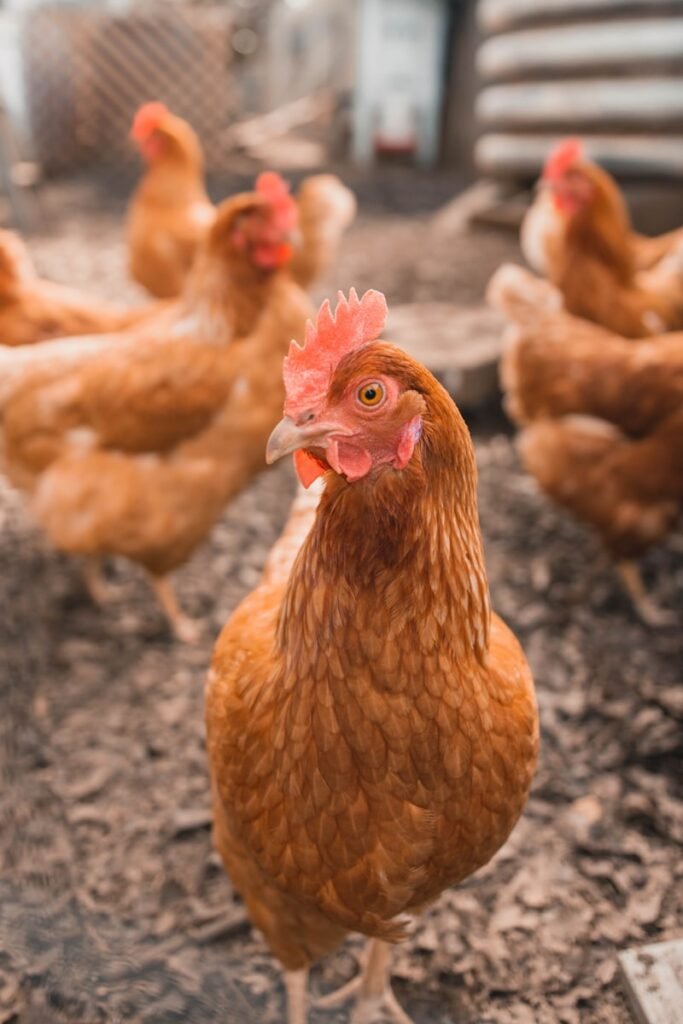Lote de Aves de Combate / Gallos de Alta Postura