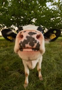Excelente lote de Novillo / Novillona Belgian Blue de Registro