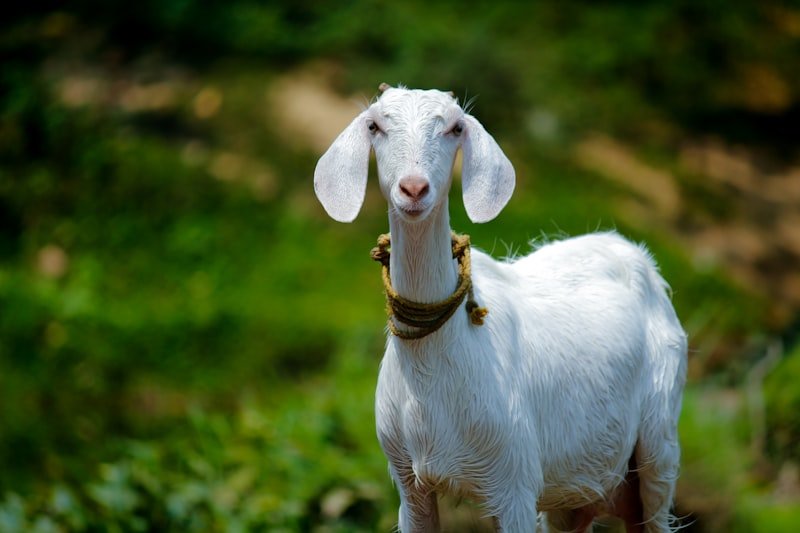 Cabras Alpina de Registro y Leche – Lote 1