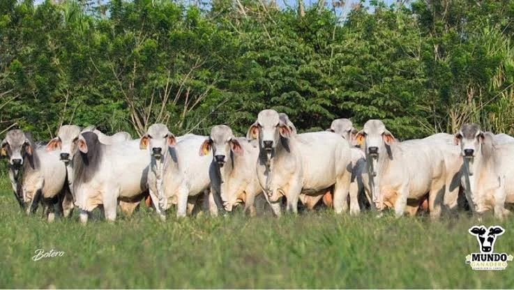 Venta de Toros de Registro y Comerciales de Varias Razas